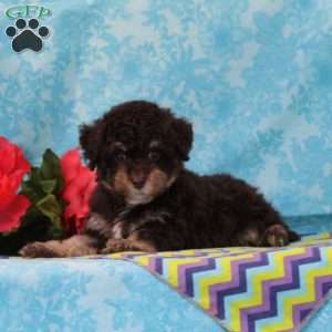 Monkey, Toy Poodle Puppy